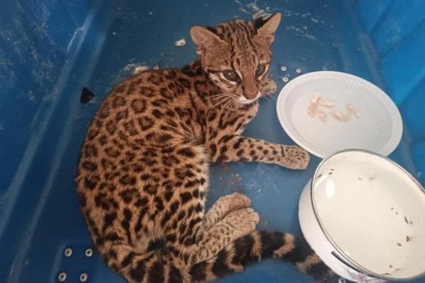 Brigada Militar resgata gato-maracajá em Cruz Alta