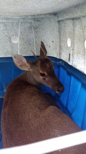 Veado-virá é resgatado no Bairro Jardim América em Cruz Alta