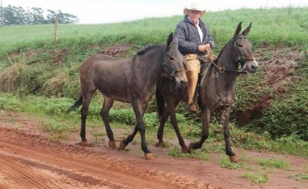 Homem sai de Cruz Alta e viaja 1900 km no lombo de mulas
