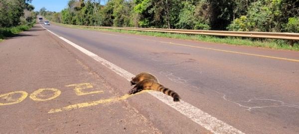 Quatis são encontrados mortos às margens da BR 392 em Santo Ângelo