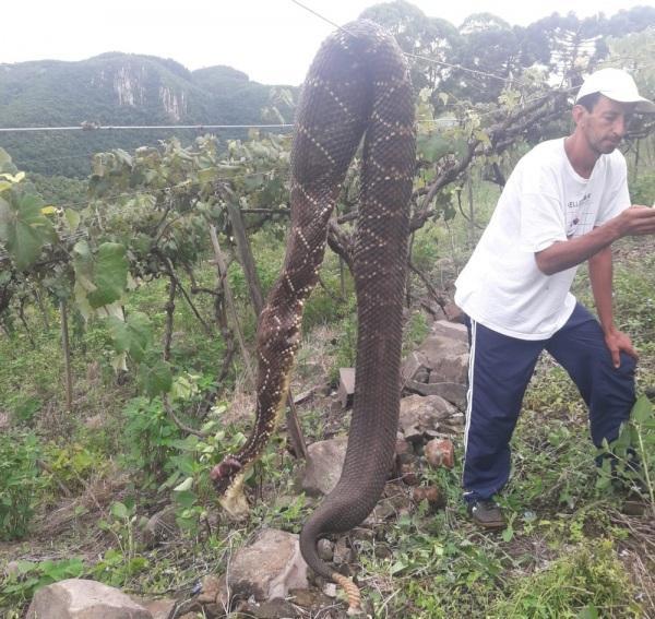 Cascavel de 2 metros de comprimento foi encontrada na Serra Gaúcha