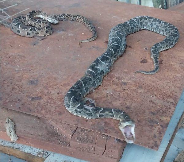 Alerta para o aparecimento de várias cobras venenosas em Panambi