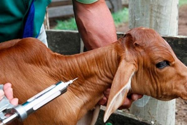 Produtores devem estar atentos em relação a vacina contra a Brucelose