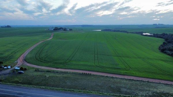 Abertura oficial da Colheita do Trigo no RS será na Fazenda São Luiz