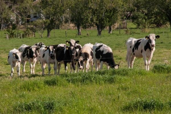 Produtores: entrega da Declaração Anual de Rebanho até o final de outubro