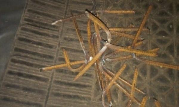 Polícia localiza miguelitos na BR 285, próximo ao trevo de santa bárbara do