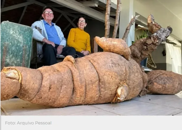 Mandioca gigante de 112 quilos surpreende produtor em Santa Catarina