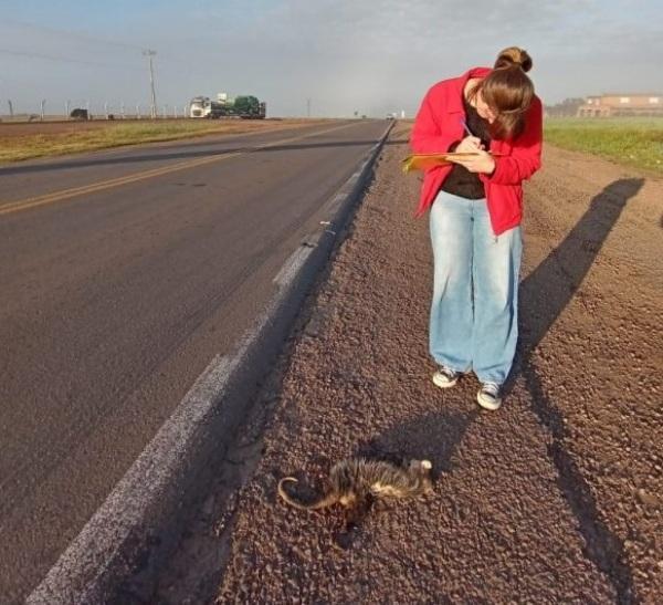 Unicruz realiza pesquisa com animais atropelados na BR 158/ C. Alta -S. Maria