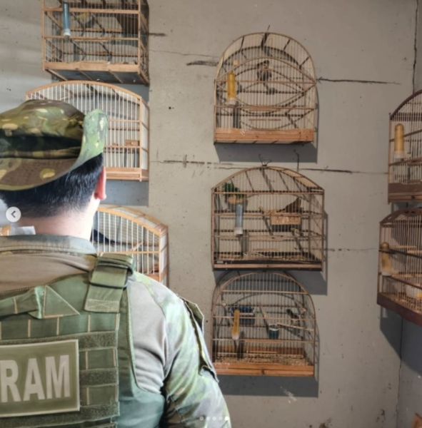 Brigada resgata pássaros silvestres mantidos em cativeiro ilegal em Cruz Alta
