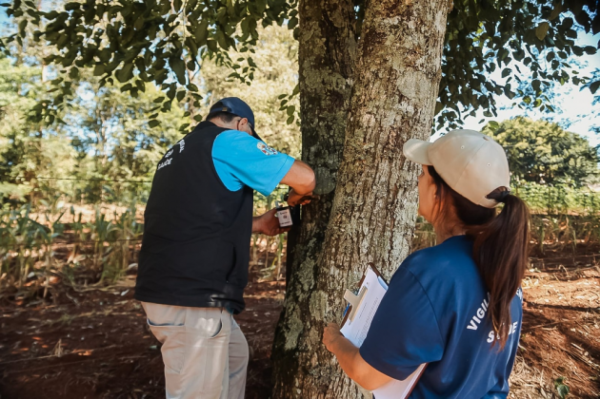 JULHO> Cruz Alta registra índice zero de infestação por ovos do Aedes aegypti 