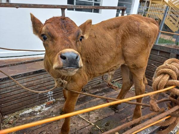 DECRAB da Polícia Civil prende indivíduo por posse de animal furtado em C.Alta