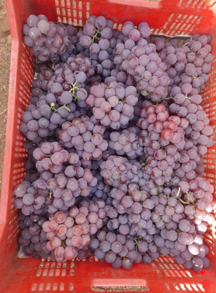 Produtores de Boa Vista do Cadeado recebem uvas para competição de vinhos