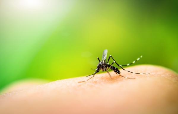6 casos confirmados de dengue em Santo Ângelo