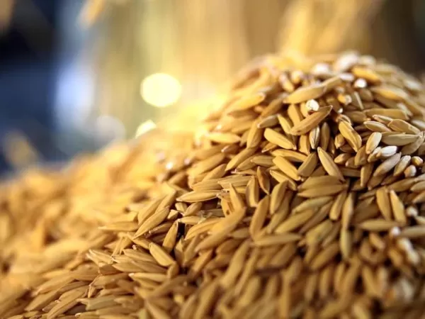 Conab anuncia mais R$ 73,6 milhões para apoiar produtores de arroz