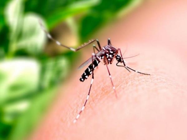 Casos de dengue seguem estabilizados em Cruz Alta