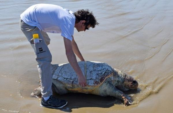 Em perigo de extinção, 29 tartarugas-verdes são encontradas vivas no RS