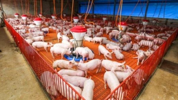 China vai importar “um Brasil inteiro” de carne suína em 2020