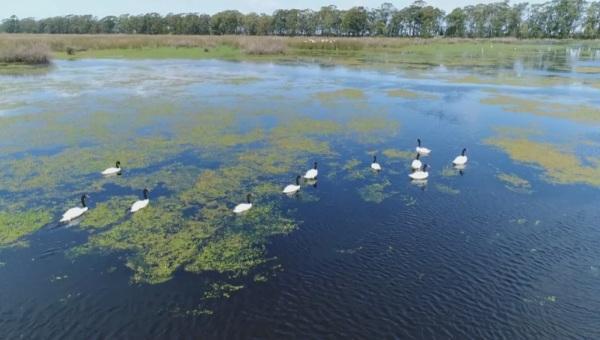 Rio Grande do Sul registra foco de gripe aviária em aves silvestres