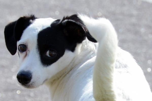 Prefeitura Municipal e Rede de Proteção aos Animais atuam em parceria