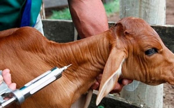 Secretaria de Agricultura auxilia produtor familiar com vacinação contra a Bru