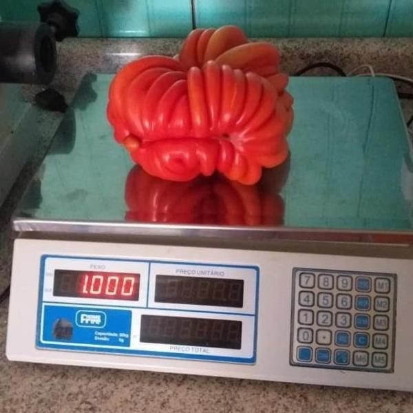 Tomatão de 1kg em Invernadinha, interior de Victor Graeff chama atenção
