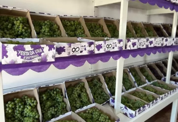 HOJE> Segue a 74ª Festa da Uva e do Trigo em Pejuçara