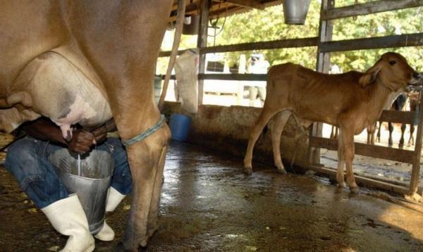 Conseleite atualiza custos de produção; Valor de referência tem alta de 10,48%