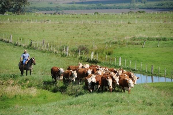 Prazo de entrega da Declaração Anual de Rebanho se encerra no sábado (31)