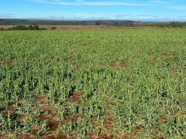 REGIÃO CENTRAL> Granizo provoca perda total em lavouras de canola