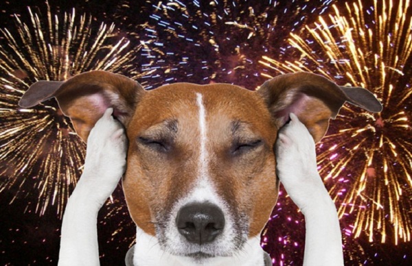 VIRADA DO ANO> Cuidado com animais de estimação 