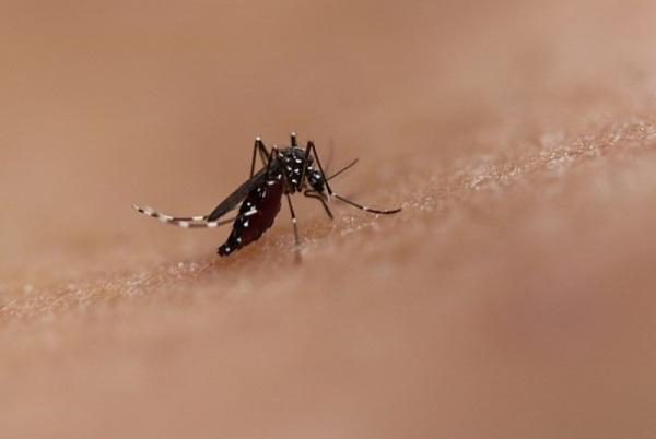 Cruz Alta segue com 03 Casos confirmados de Dengue e 01 paciente internado