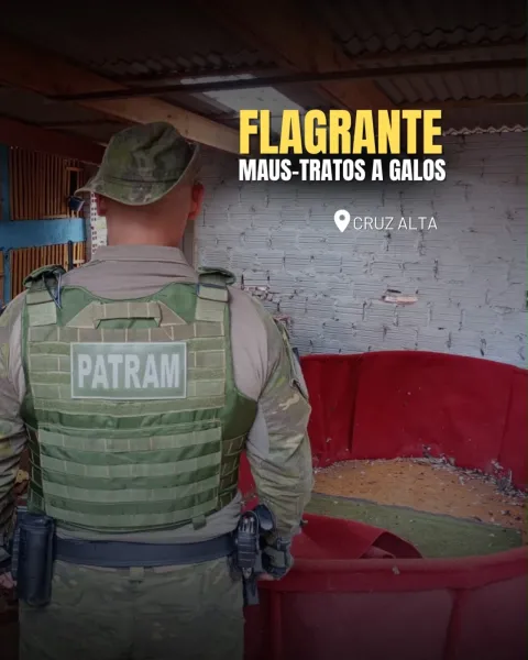 Brigada Militar resgata 80 galos e identifica indícios de rinhas em Cruz Alta