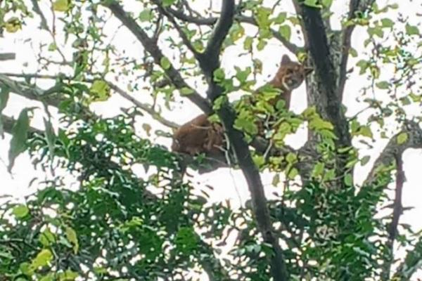 Onça Parda foi encontrada em cima de uma árvore no interior de Panambi