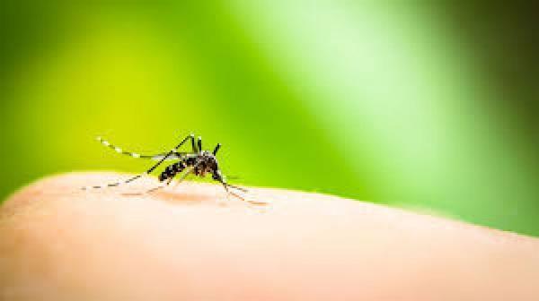 Cruz Alta tem mais sete casos suspeitos de Dengue