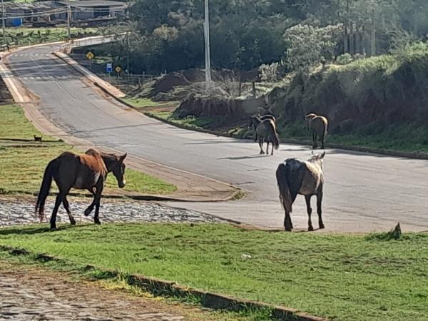 Um problema antigo de Cruz Alta: Cavalos soltos nas vias urbanas se repete