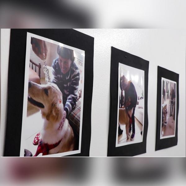 Cinoterapia é tema de exposição do Nucart Unicruz