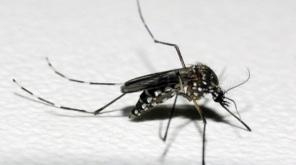 Com mais três óbitos confirmados, RS registra 11 mortes por dengue no ano