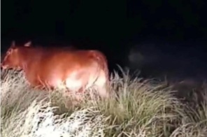 DESTINO  CRUZ ALTA> Suspeito é preso e gado furtado é recuperado em Alegrete