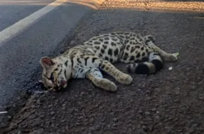 Jaguatirica é encontrada morta às margens da BR-386 em Seberi