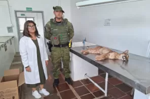 Filhote de onça-parda é encontrado morto na BR-158 