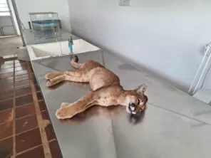 Filhote de onça-parda é encontrado morto na BR-158