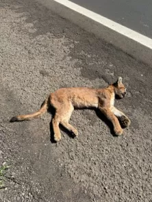 Filhote de onça-parda é encontrado morto na BR-158