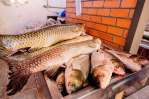 SEGUE NA MANHÃ DE HOJE> A 30ª Feira do Peixe na feira do produtor em Cruz Alta