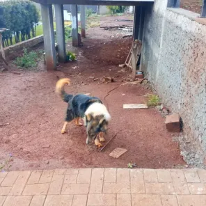 Operação Força Verde combate maus-tratos a animais em Cruz Alta e Panambi
