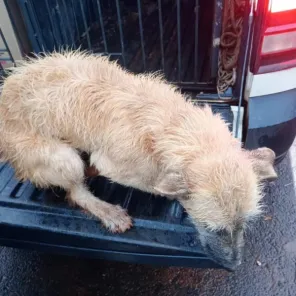 Operação Força Verde combate maus-tratos a animais em Cruz Alta e Panambi