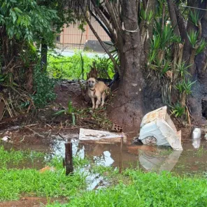 Operação Força Verde combate maus-tratos a animais em Cruz Alta e Panambi