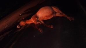 Cavalo 