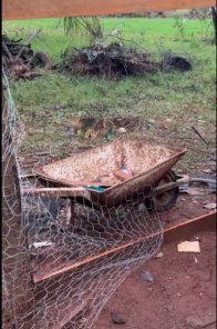 SUSTO E MEDO> Onça parda mata bezerros e volta a atacar em bairro de Cruz Alta