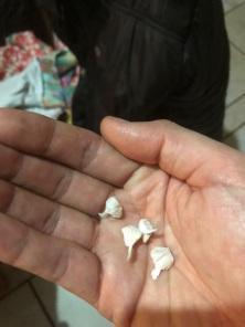 Operação PUZZLE da Polícia Civil totaliza 15 prisões