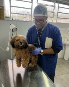 Centro de Bem-Estar Animal de Cruz Alta faz 500 castrações em  três meses